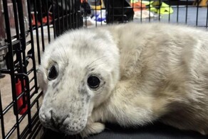 В Великобритании спасли детёныша тюленя