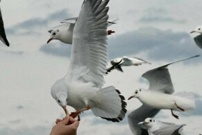 Намешалось