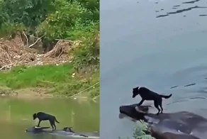 Пёс переплыл реку на спине буйвола