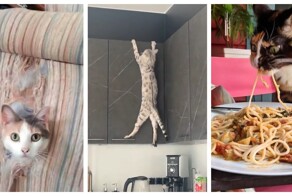 Коты, которым сходят с лап любые шалости