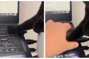 Кот намекает хозяину, что работа подождёт