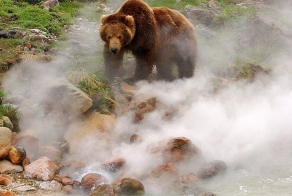 Обжигает ли гейзер лапы медведя? 