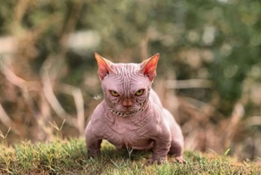 Булли-кэт: порода кошек, вызвавшая скандал