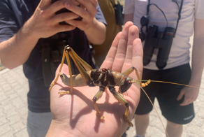 Седлоносая дыбка: гигантские хищные кузнечики