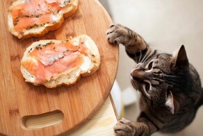 Вороватые кошки и коты