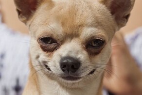 Минприроды предлагает маркировку и единую базу данных для домашних собак