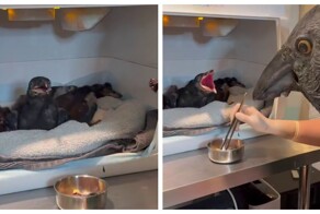 Кормёжка осиротевших воронят