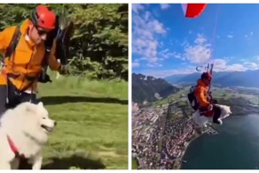 Пёс-парапланерист: собака покорила небо вместе с хозяином