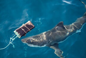 Австралийские учёные протестировали гидрокостюм, защищающий от акул