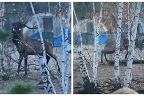 В Забайкалье олень проломил две стены в своем загоне и напал на сотрудника питомника
