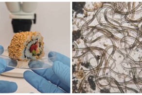 Блогер показал, как выглядят роллы под микроскопом