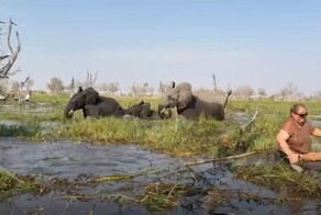 Туристы чудом спаслись, когда разъярённый слон опрокинул их каноэ