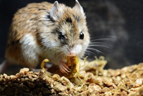 10 удивительных фактов со всего света из разных областей знаний