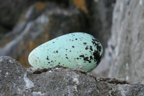 Яичная лихорадка, вошедшая в историю как кровавая битва за птичьи гнёзда