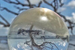 Таинственный пляж выбеленных деревьев острова Джекилл