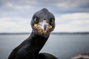 «Мочить в сортире»: бурятский депутат призвал  устроить «настоящую борьбу» бакланам