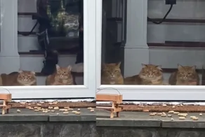 Хозяин подарил котикам собственный «телевизор» с живым бурундуком