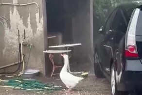 Удивлённый гусь залип на град и получил по клюву