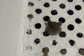 Жирненький мышонок застрял в решётке вентиляции