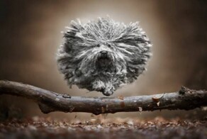 &nbsp;Намешалось&nbsp;