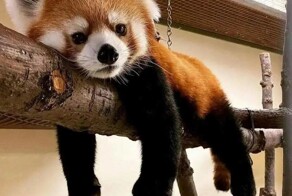 Всё вразнобой&nbsp;