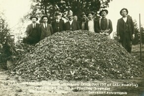 Мышиный апокалипсис в Австралии