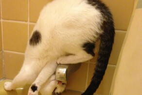 20 алогичных решений, которые способны принять только котики