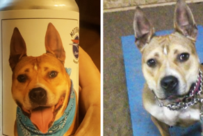 Хозяйка думала, что потеряла свою собаку, но спустя три года нашла её — благодаря банке пива