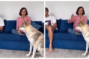 Как понять, что собаку били