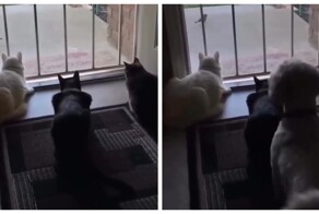 Пудель чуть не довел котов до инфаркта