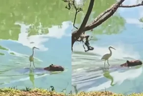 Птица проплыла реку верхом на капибаре