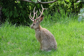 Рогатые зайцы реально существуют в природе!