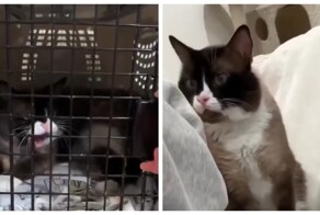 Кота хотели усыпить из-за агрессивного поведения, но девушка сделала невозможное