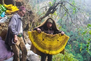 Гималайские пчёлы: их мёд вызывает галлюцинации, а их ульи — размером с человека!