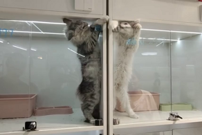 В питомнике расселили котов по разным камерам — но драки продолжились