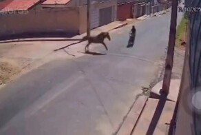 Столкновение с лошадью