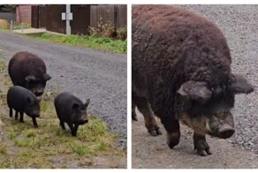 Пятачковая банда наведалась в поселок в Ленинградской области