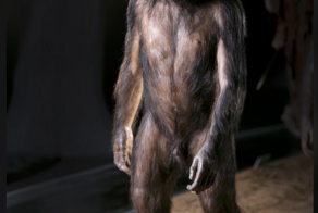 Посмотрите на 10 знаменитых предков человека: Люси, мальчик из Турканы, тётушка Фло