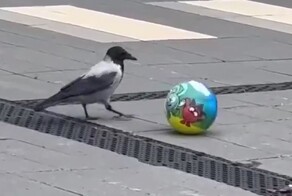 Пернатая фанатка футбола