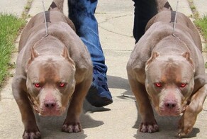 Американский булли