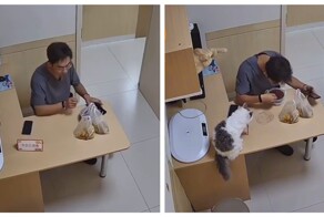 Рыжий кот навёл суету