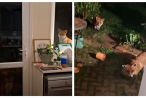 Лисы ждут, пока их покормят