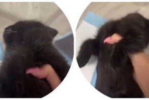 Котёнок освоил актёрское мастерство: притворяется мёртвым, чтобы избежать наказания