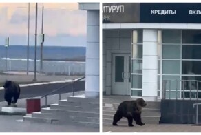 Медведь совершил утреннюю пробежку по Курильску