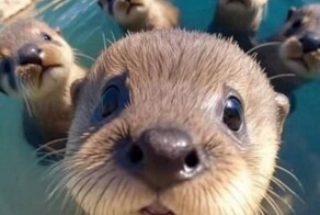 На общую тему&nbsp;