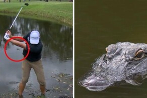 Аллигатор проследил за чистотой удара гольфиста