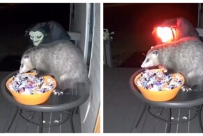 Воришка сладостей⁠⁠