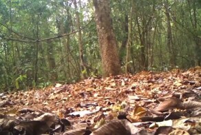 Лесная камера сняла тигра с необычным окрасом