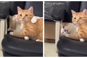 Любвеобильная кошка "зацеловала" кота