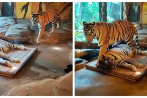 Тигр согнал сородича с нагретого места